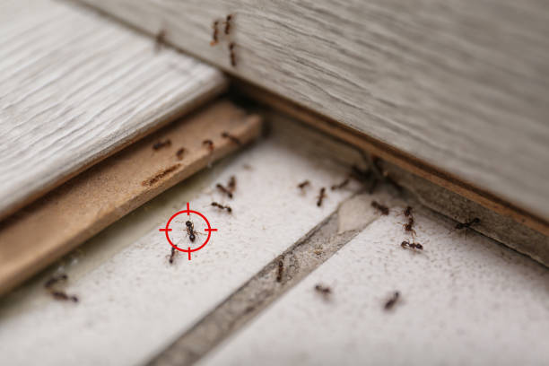 Best Cockroach Control Services  in Homer, IL