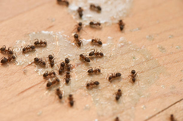 Best Exterminator Services  in Homer, IL
